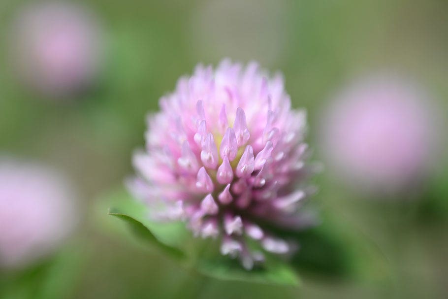 Clover flower photographed with NIKKOR Z 70-180mm f/2.8 Lens | Nikon Cameras, Lenses & Accessories