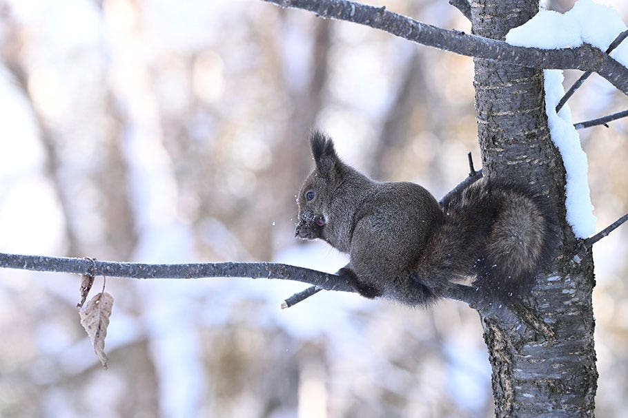 Tree Squirrel | Nikon Cameras, Lenses & Accessories
